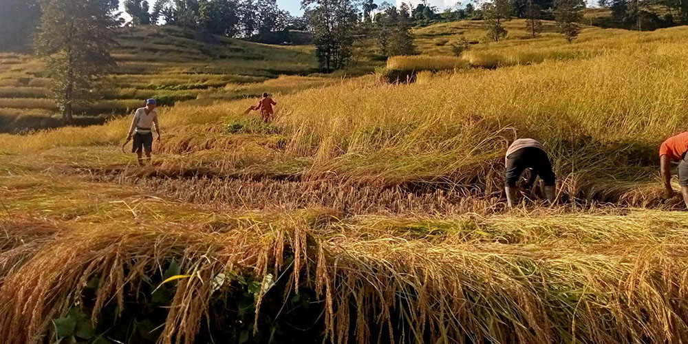कृषि गणना २०७८ : बागतमी प्रदेशमा प्रदेशमा कृषिबाटै खान नपुग्ने परिवार ५६ प्रतिशत
